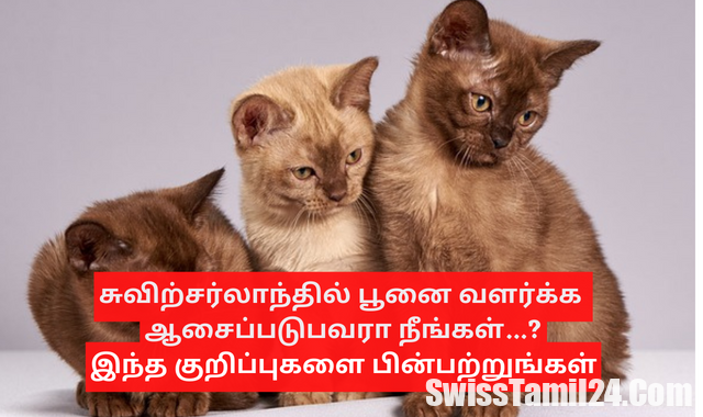சுவிற்சர்லாந்தில் பூனை வளர்க்க ஆசைப்படுபவரா.? இதோ சில குறிப்புகள்..! 1 buy cats in Switzerland