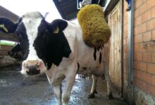 தலை சுற்ற வைக்கும் சுவிசின் வித்தியாசமான சட்டங்கள்... 3 Happiest Swiss Cow