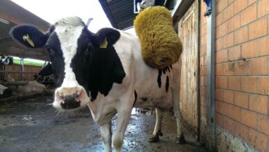Happiest Swiss Cow