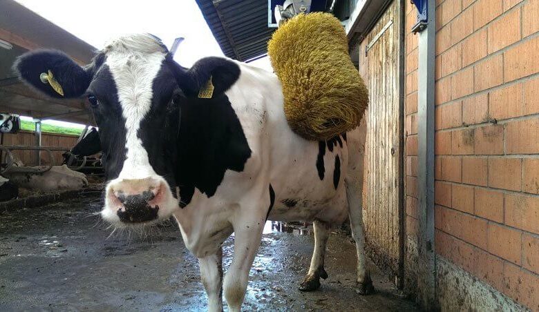 தலை சுற்ற வைக்கும் சுவிசின் வித்தியாசமான சட்டங்கள்... 1 Happiest Swiss Cow