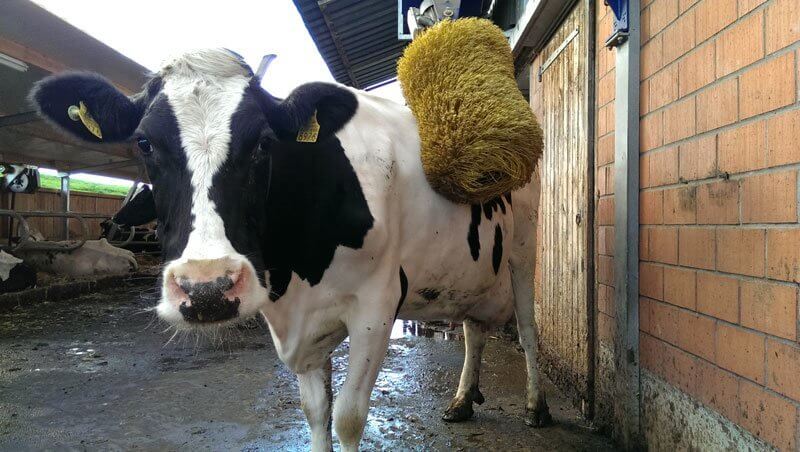 தலை சுற்ற வைக்கும் சுவிசின் வித்தியாசமான சட்டங்கள்... 2 Happiest Swiss Cow