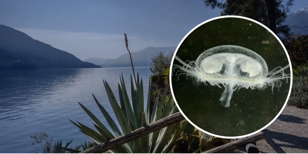 Chinesische Qualle breitet sich in Schweizer Seen aus
