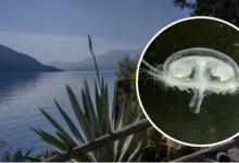 Chinesische Qualle breitet sich in Schweizer Seen aus