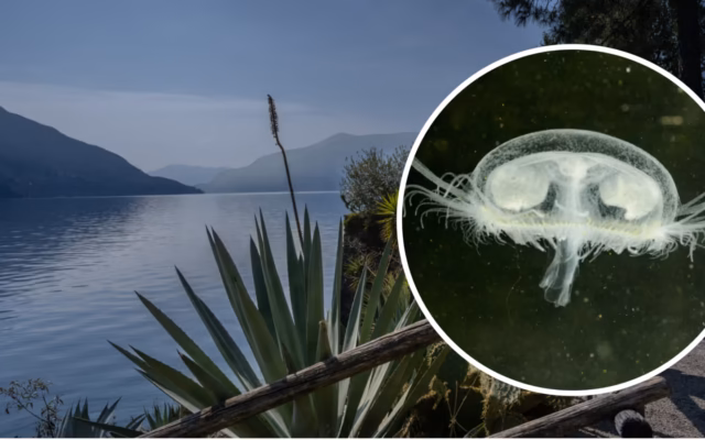 Chinesische Qualle breitet sich in Schweizer Seen aus